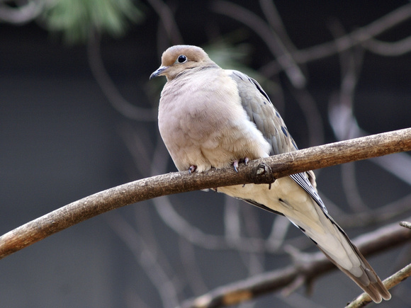 Mourning Dove in shade