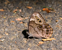 Northern Pearly-eye butterfly
