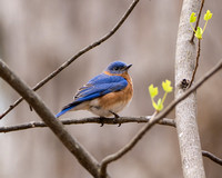 Eastern Bluebird