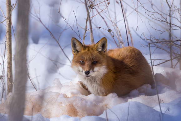 Red Fox having spotted me