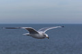 Gull - below horizon