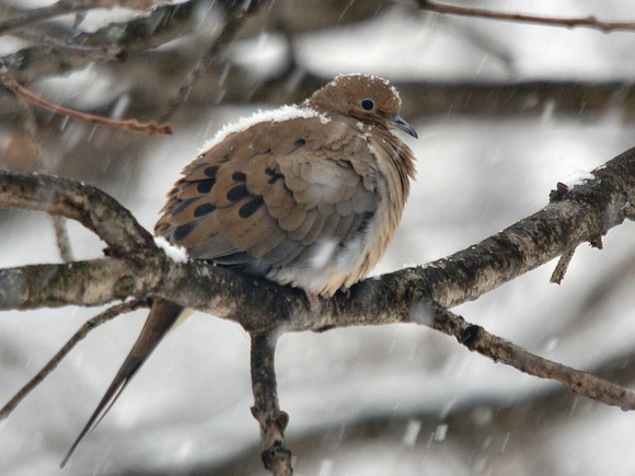 Mourning  Dove in snowstorm