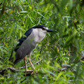 Black-crowned Night Heron in Willow