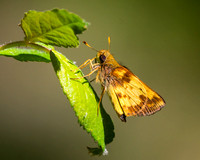Zabulon Skipper  butterfly