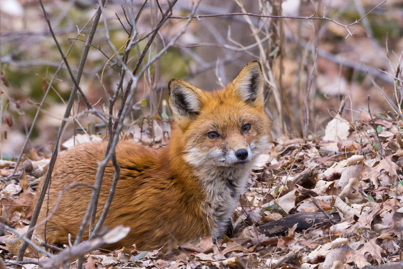 Red Fox above den