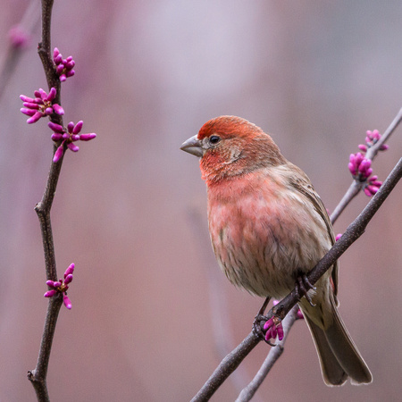 Male House Finch with Redbuds