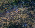 Tadpoles in the creek