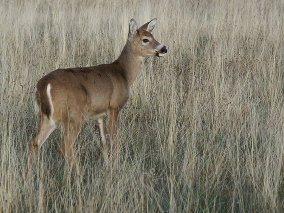 Doe at Big Meadow - Shenandoah National Park
