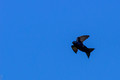 Male Purple Martin zooming by