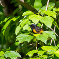 American Redstart profile - male