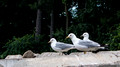 Three gulls await their turn