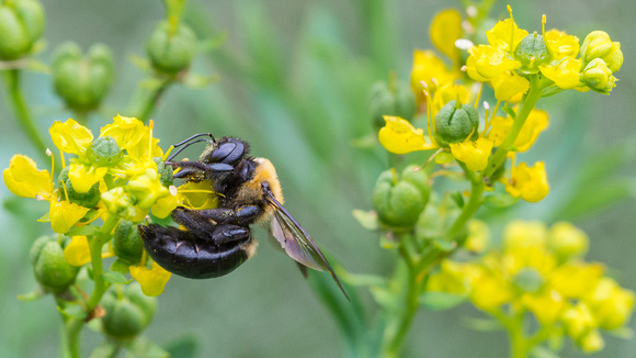 Carpenter Bee on yellow blooms