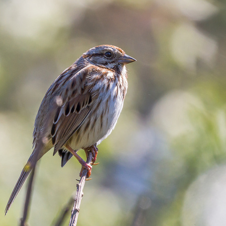 Song Sparrow on a briar branch