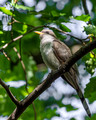 Yellow-billed Cuckoo on a high branch