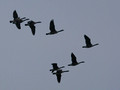 Canada Geese over National Mall