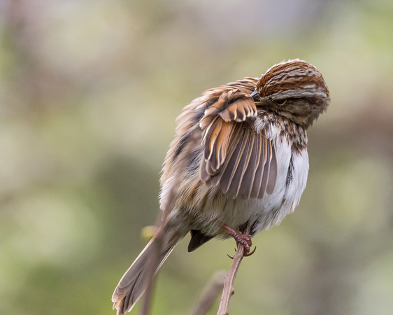 Song Sparrow preening