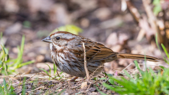 Song Sparrow - ground level