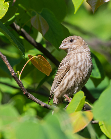 Female House Finch hiding in the leaves