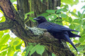 American Crow sitting on a limb