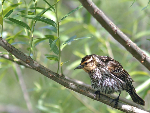 Female Red-winged Blackbird on low hanging branch