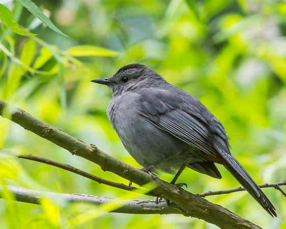 Gray Catbird under foliage