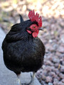 Residential Rooster at Legacy Inn