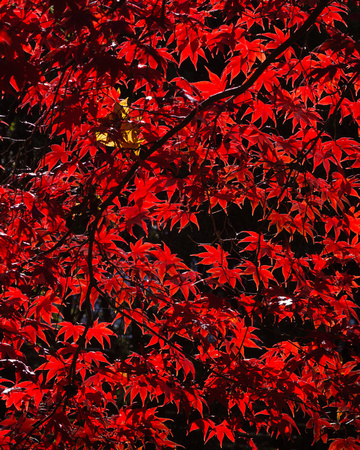 Japanese maple - Rose Lane