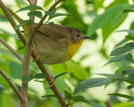 Female Common Yellowthroat - right side