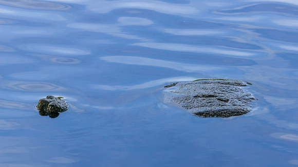 Snapping Turtle in blue