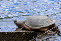 Snapping Turtle - Links Pond spillway