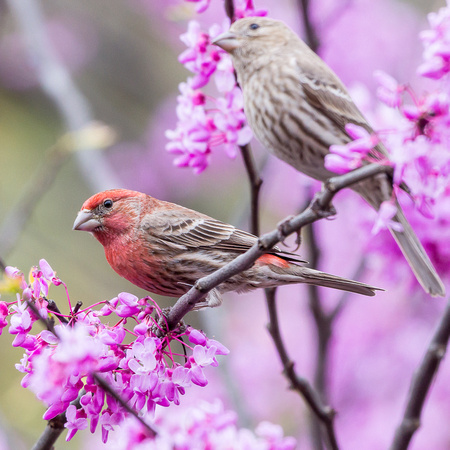 Male House Finch with suitor