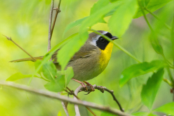 Common Yellow-throat - male