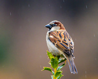 House Sparrow