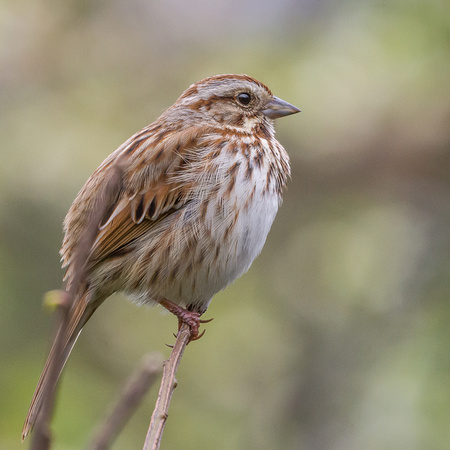 Song Sparrow - stationary