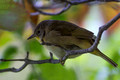 Common Yellowthroat - female - side view