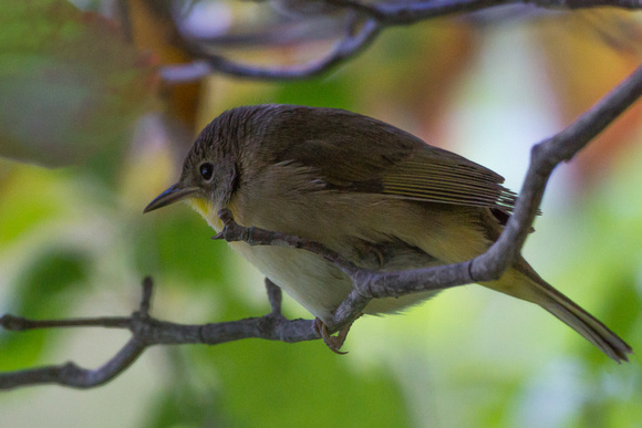 Common Yellowthroat - female - side view