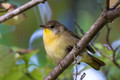Common Yellowthroat - female - from below