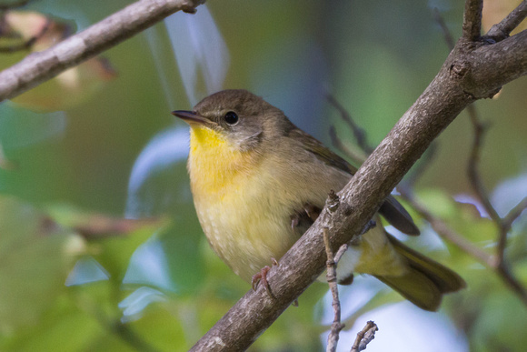 Common Yellowthroat - female - from below