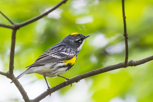 Male Yellow-rumped Warbler