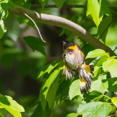 Male American Redstart - in flight