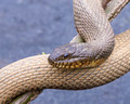 Water Snake closeup