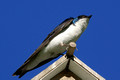 Another Tree Swallow on a birdhouse