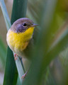 Common Yellowthroat - young male - note faint black mask under eye