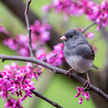 Male Dark-eyed Junco in our Redbud