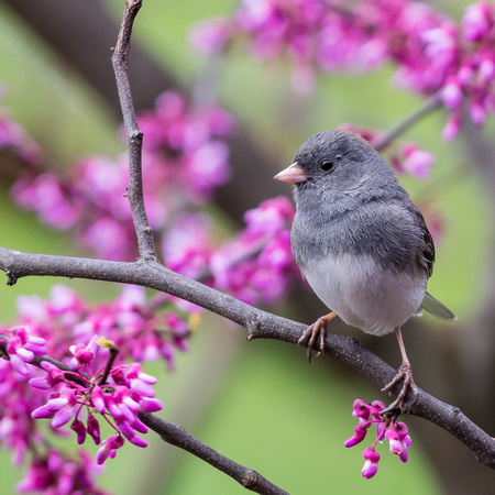 Male Dark-eyed Junco in our Redbud