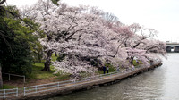 Ride to the Cherry Blossoms - March 2016