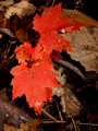 Maple leaf - Lewis Falls Trail