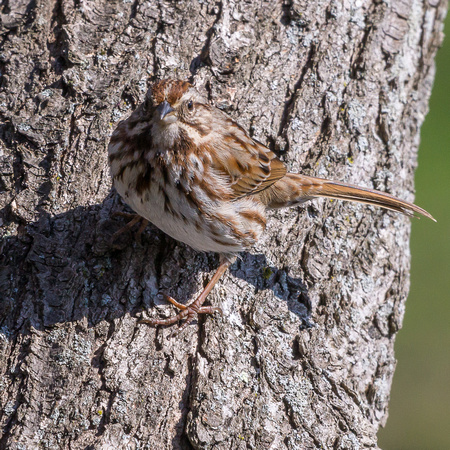 Song Sparrow on a tree trunk