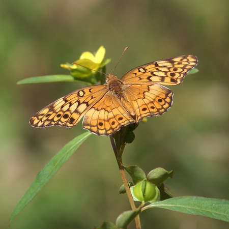 Variegated Fritillary with yellow wildflower