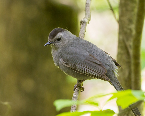 Gray Catbird under canopy